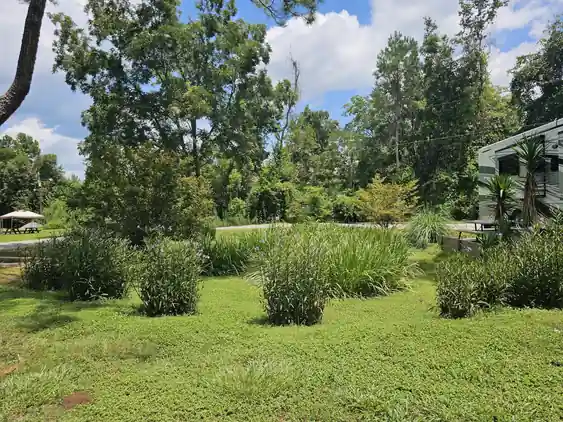 Lawn with clumps of ornamental grasses and the pool fence beyond