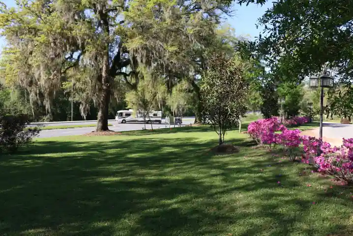 Broad live oak over the lawn with pink azaleas and rigs under the pines