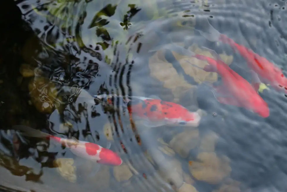 Orange and white koi under the surface of the pond