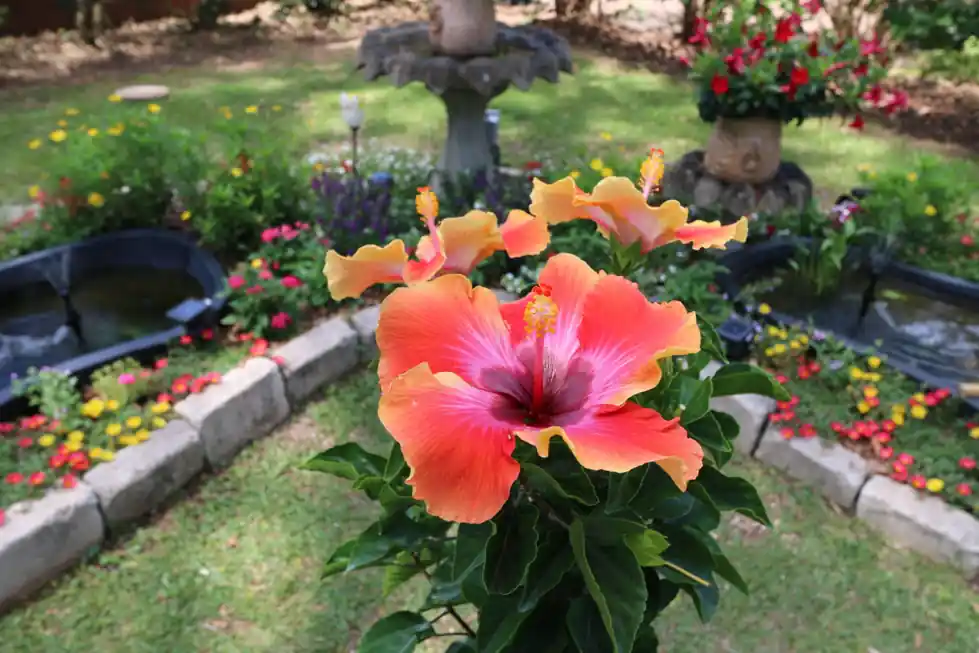 Orange hibiscus bloom in a planter