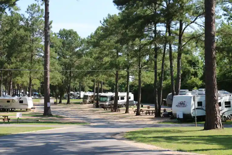 Pine-lined gravel road through the park with RVs on their sites